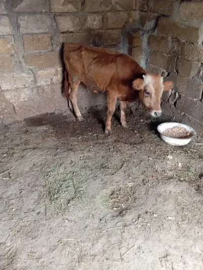 Dana — Heyvanlar, Quşlar, Balıqlar, Xırdalan — şəkil 2