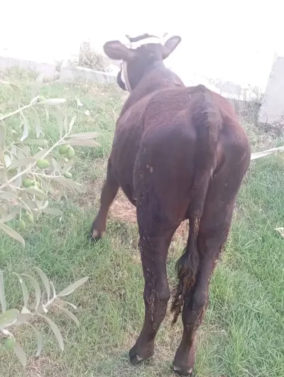 Dana — Heyvanlar, Quşlar, Balıqlar, Bakı — şəkil 3