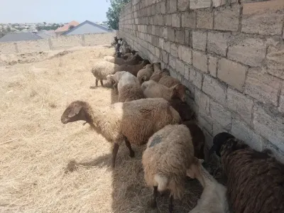 Qoyunlar — Heyvanlar, Quşlar, Balıqlar, Bakı