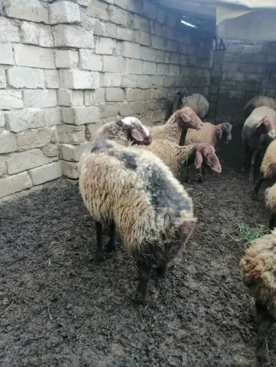 Qoç — Heyvanlar, Quşlar, Balıqlar, Bakı — şəkil 2