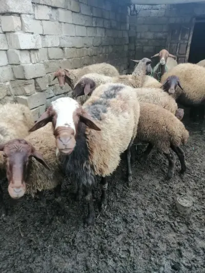Qoç — Heyvanlar, Quşlar, Balıqlar, Bakı