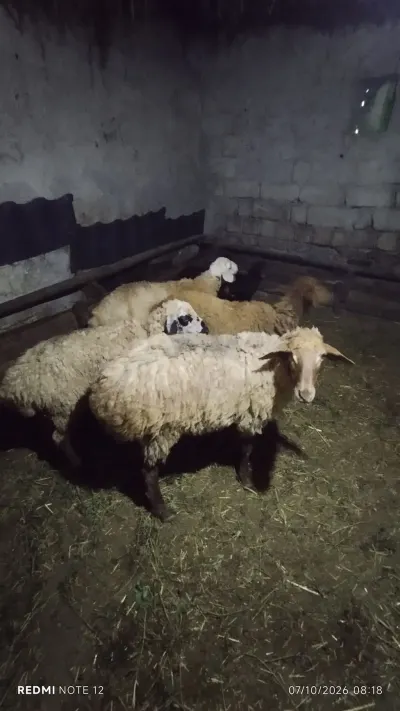 Quzular — Heyvanlar, Quşlar, Balıqlar, Siyəzən