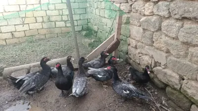 Ördəklər — Heyvanlar, Quşlar, Balıqlar, Bakı