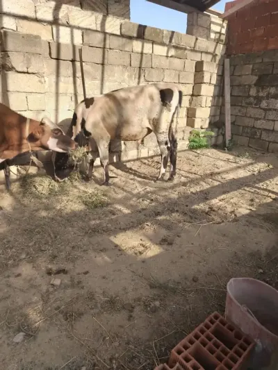 Danalar — Heyvanlar, Quşlar, Balıqlar, Bakı — şəkil 4