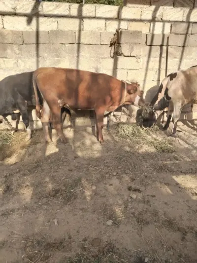 Danalar — Heyvanlar, Quşlar, Balıqlar, Bakı — şəkil 2