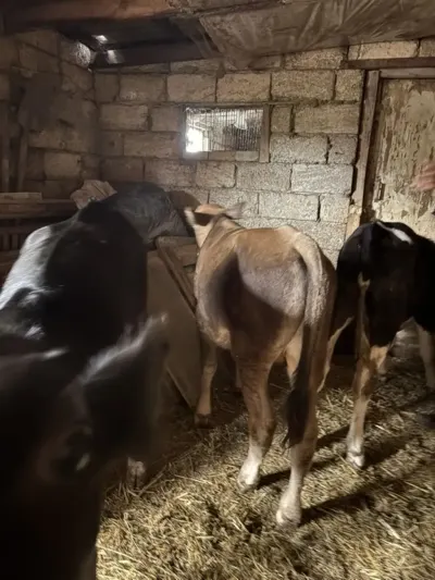 Danalar — Heyvanlar, Quşlar, Balıqlar, Bakı