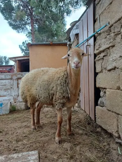 Quzu — Heyvanlar, Quşlar, Balıqlar, Bakı