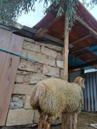 Quzu — Heyvanlar, Quşlar, Balıqlar, Bakı — şəkil 2