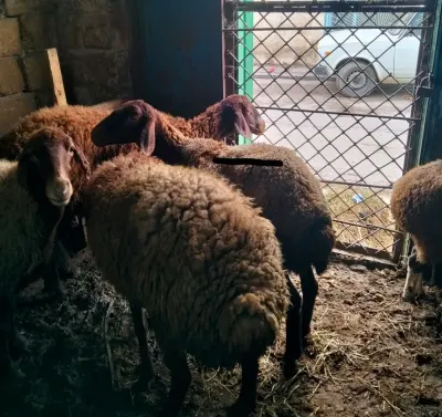 Qoyunlar — Heyvanlar, Quşlar, Balıqlar, Bakı — şəkil 2