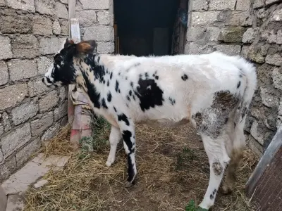 Dana — Heyvanlar, Quşlar, Balıqlar, Bakı