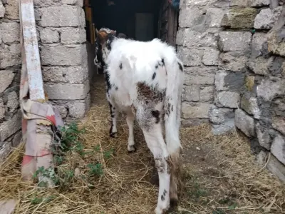 Dana — Heyvanlar, Quşlar, Balıqlar, Bakı — şəkil 2