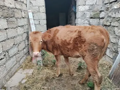 Dana — Heyvanlar, Quşlar, Balıqlar, Bakı