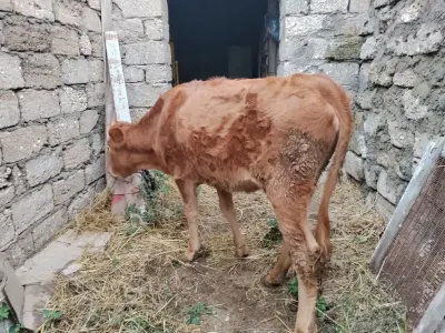 Dana — Heyvanlar, Quşlar, Balıqlar, Bakı — şəkil 3