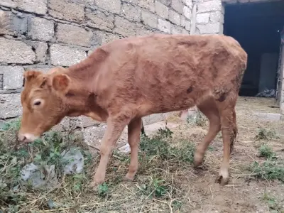 Dana — Heyvanlar, Quşlar, Balıqlar, Bakı — şəkil 2