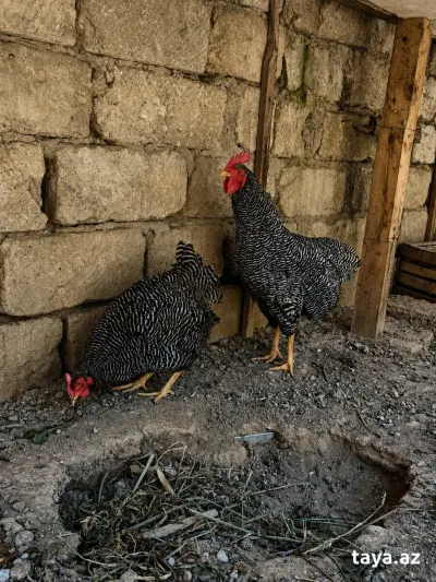 Toyuq — Heyvanlar, Quşlar, Balıqlar, Bakı