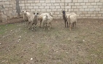 Qoyunlar — Heyvanlar, Quşlar, Balıqlar, Sumqayıt