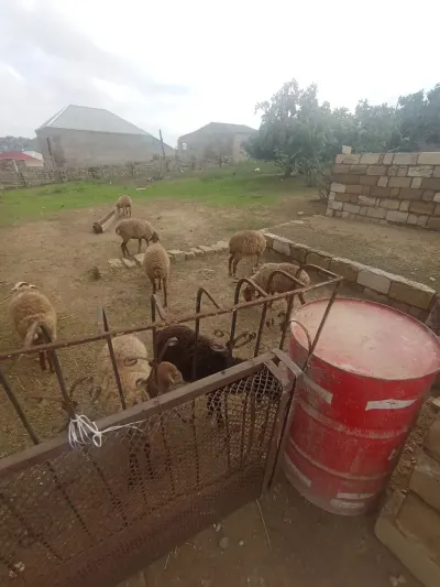 Quzular — Heyvanlar, Quşlar, Balıqlar, Xırdalan