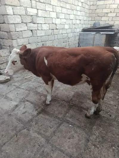 Düyə — Heyvanlar, Quşlar, Balıqlar, Bakı