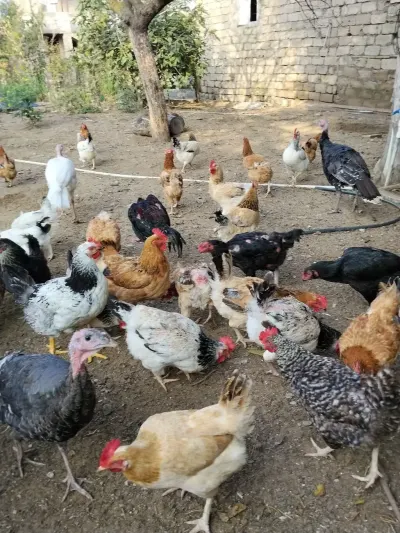 Toyuqlar — Heyvanlar, Quşlar, Balıqlar, Bakı — şəkil 2