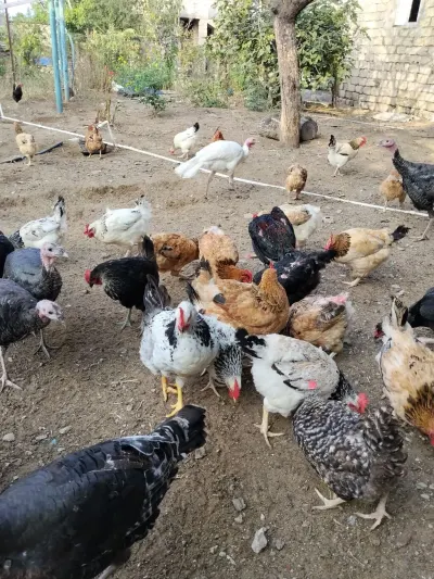 Toyuqlar — Heyvanlar, Quşlar, Balıqlar, Bakı
