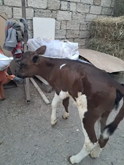 buzovlar — Heyvanlar, Quşlar, Balıqlar, Bakı — şəkil 4