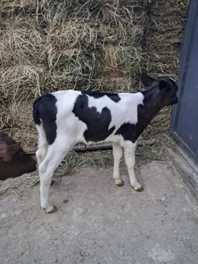 buzovlar — Heyvanlar, Quşlar, Balıqlar, Bakı — şəkil 2
