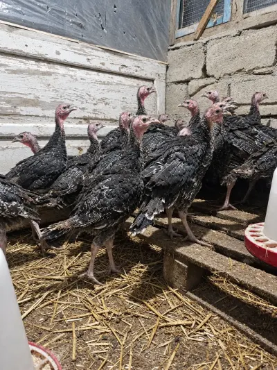 Hinduşkalar — Heyvanlar, Quşlar, Balıqlar, Bərdə