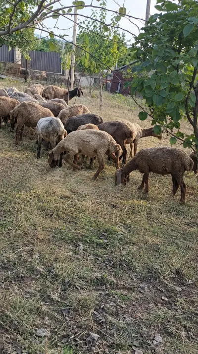 Qazlar — Heyvanlar, Quşlar, Balıqlar, Quba