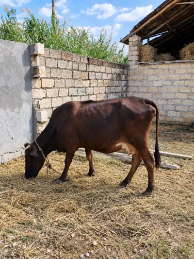 Balalı inək — Heyvanlar, Quşlar, Balıqlar, Göyçay