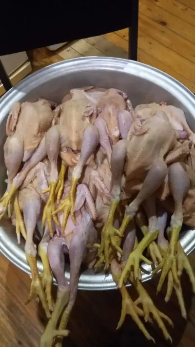Toyuq əti — Heyvanlar, Quşlar, Balıqlar, Gəncə