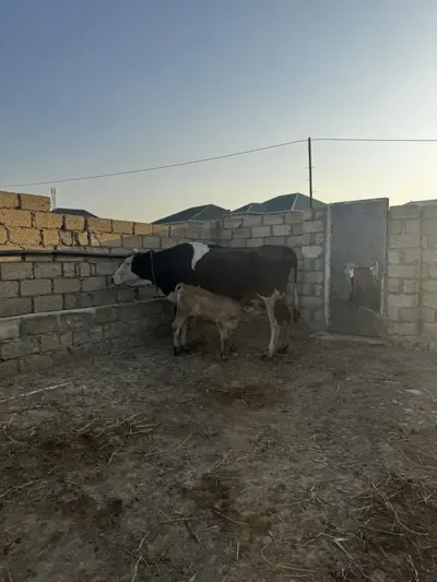 Balalı inək — Heyvanlar, Quşlar, Balıqlar, Sumqayıt — şəkil 2