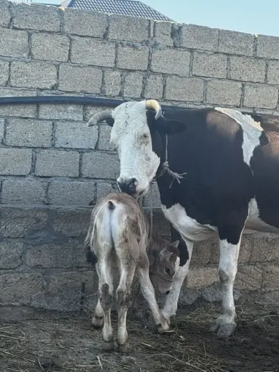 Balalı inək — Heyvanlar, Quşlar, Balıqlar, Sumqayıt