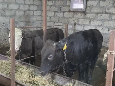 Danalar — Heyvanlar, Quşlar, Balıqlar, Gəncə