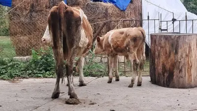 Balalı inək — Heyvanlar, Quşlar, Balıqlar, Xaçmaz