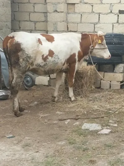 Düyə — Heyvanlar, Quşlar, Balıqlar, Quba — şəkil 2
