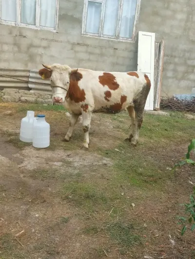 Düyə — Heyvanlar, Quşlar, Balıqlar, Quba