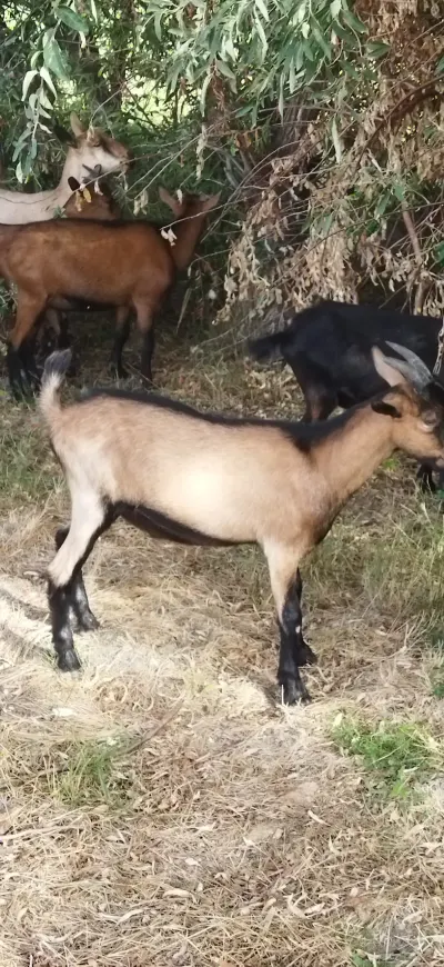 Keçi — Heyvanlar, Quşlar, Balıqlar, Şabran