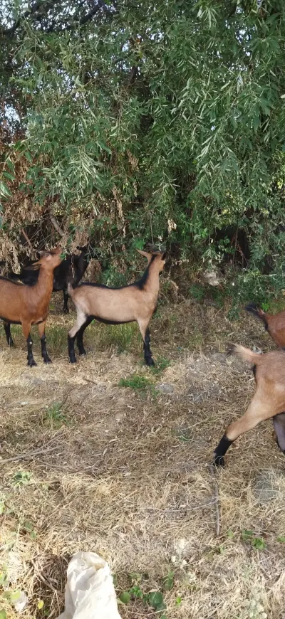 Keçi — Heyvanlar, Quşlar, Balıqlar, Şabran — şəkil 3