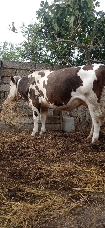 Düyə — Heyvanlar, Quşlar, Balıqlar, Bakı