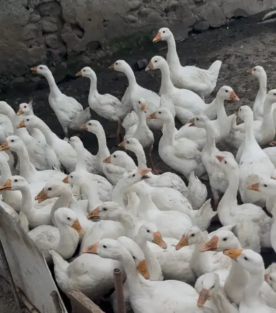 Qaz — Heyvanlar, Quşlar, Balıqlar, Lənkəran
