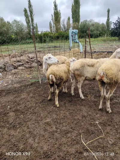 Qoyunlar — Heyvanlar, Quşlar, Balıqlar, Hacıqabul — şəkil 2