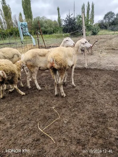 Qoyunlar — Heyvanlar, Quşlar, Balıqlar, Hacıqabul