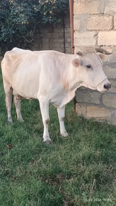 İnək — Heyvanlar, Quşlar, Balıqlar, Bakı