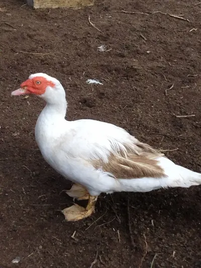 Ördək — Heyvanlar, Quşlar, Balıqlar, Bakı