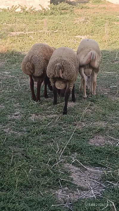 Qoyunlar — Heyvanlar, Quşlar, Balıqlar, Bakı — şəkil 2