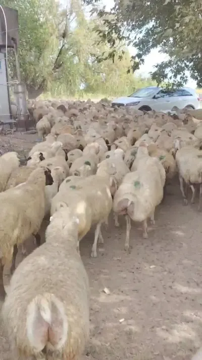 Qoyunlar — Heyvanlar, Quşlar, Balıqlar, Yevlax