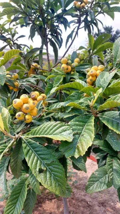 Əzgil tingi — Dənlilər, Otlar Yemlər,  Bitkilər, Bakı