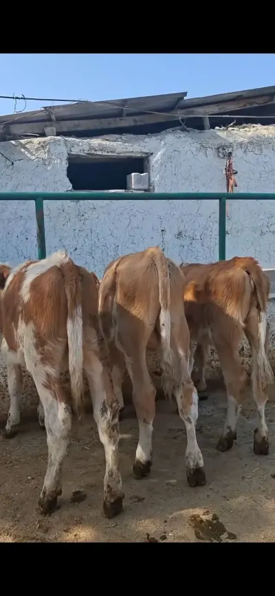 buzovlar — Heyvanlar, Quşlar, Balıqlar, Quba