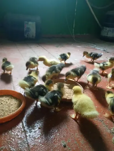 Ördək balası — Heyvanlar, Quşlar, Balıqlar, Bakı