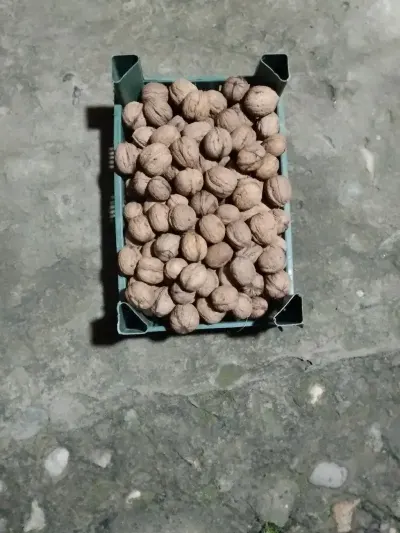 Walnut — Fruits and Berries, Baku